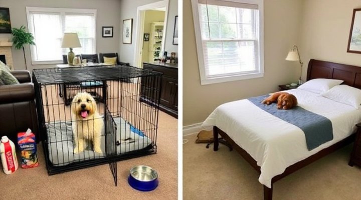 Well-placed crates in different home areas for dog training