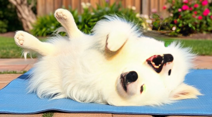 A playful dog rolling over on a soft mat