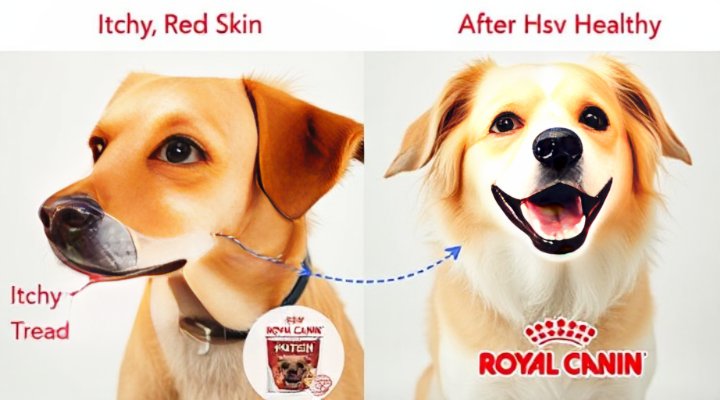 Dog with allergies before and after using Royal Canin Hydrolyzed Protein